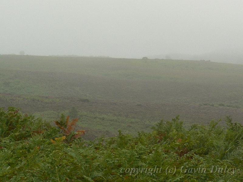 Heathland in the rain, New Forest P1120578.JPG